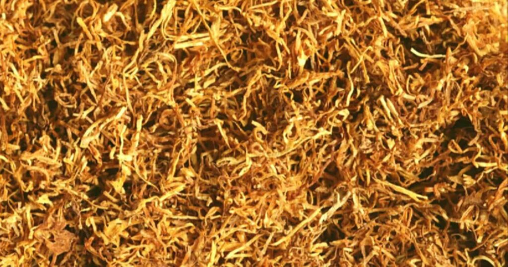 Крупный план листьев табака Recon