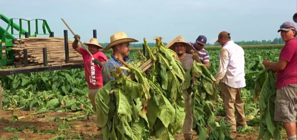 Фермер собирает листья табака Берли